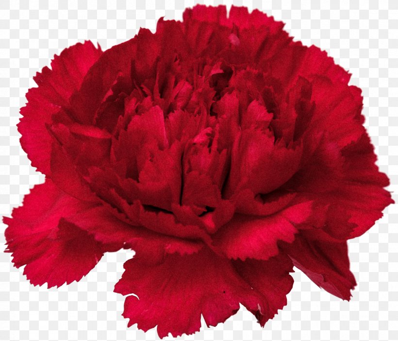Carnation Cut Flowers Clip Art, PNG, 1694x1452px, Carnation, Cut Flowers, Dianthus, Floral Design, Flower Download Free