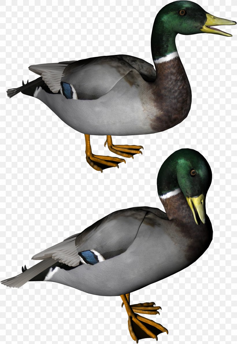 Duck Clip Art, PNG, 2071x3008px, Duck, Anatidae, Beak, Bird, Display Resolution Download Free