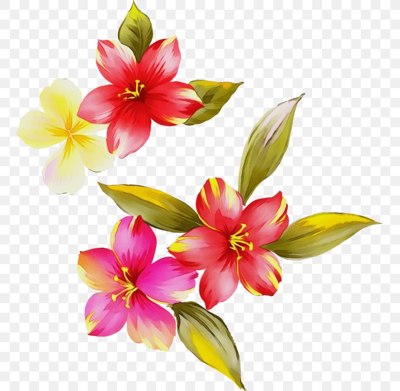 Flower Flowering Plant Petal Plant Pink, PNG, 751x800px, Watercolor, Cut Flowers, Flower, Flowering Plant, Ixia Download Free