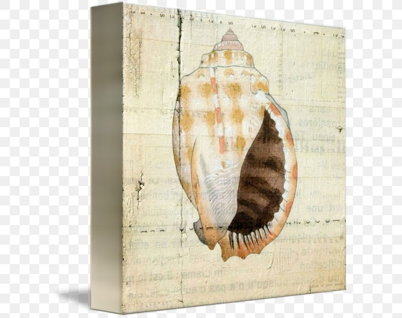 Seashell Picture Frames, PNG, 606x650px, Seashell, Fauna, Invertebrate, Picture Frame, Picture Frames Download Free