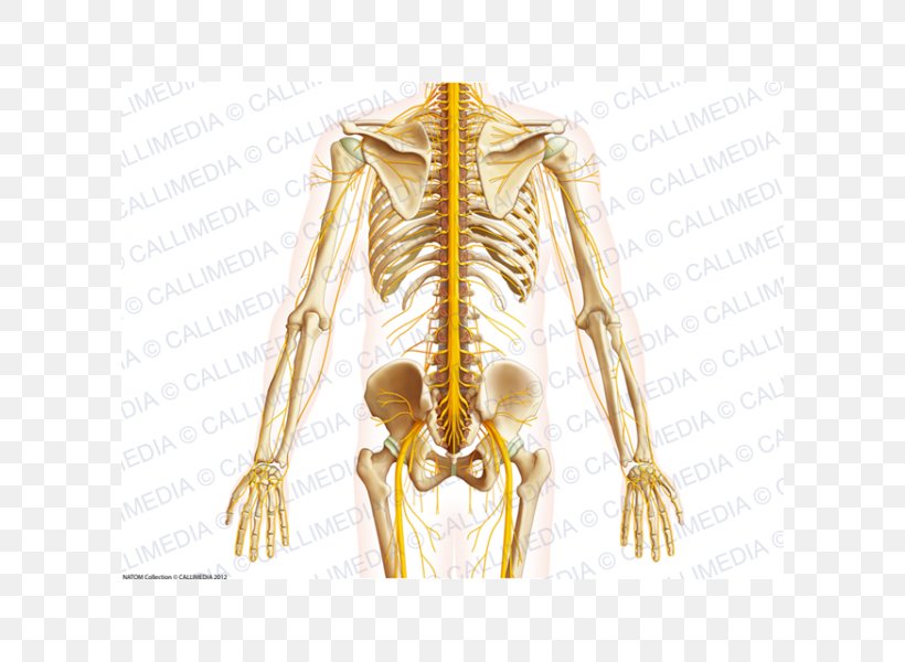 Shoulder Pelvis Bone Anatomy Abdomen, PNG, 600x600px, Watercolor, Cartoon, Flower, Frame, Heart Download Free
