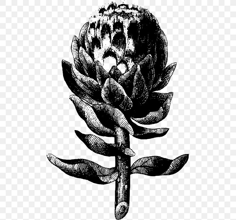 Artichoke Engraving Clip Art, PNG, 495x764px, Artichoke, Black And White, Drawing, Engraving, Flower Download Free