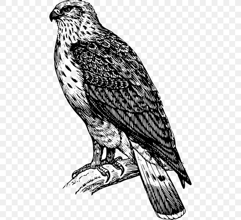 Bird Line Drawing, PNG, 484x750px, Hawk, Accipitridae, Beak, Bird, Bird Of Prey Download Free