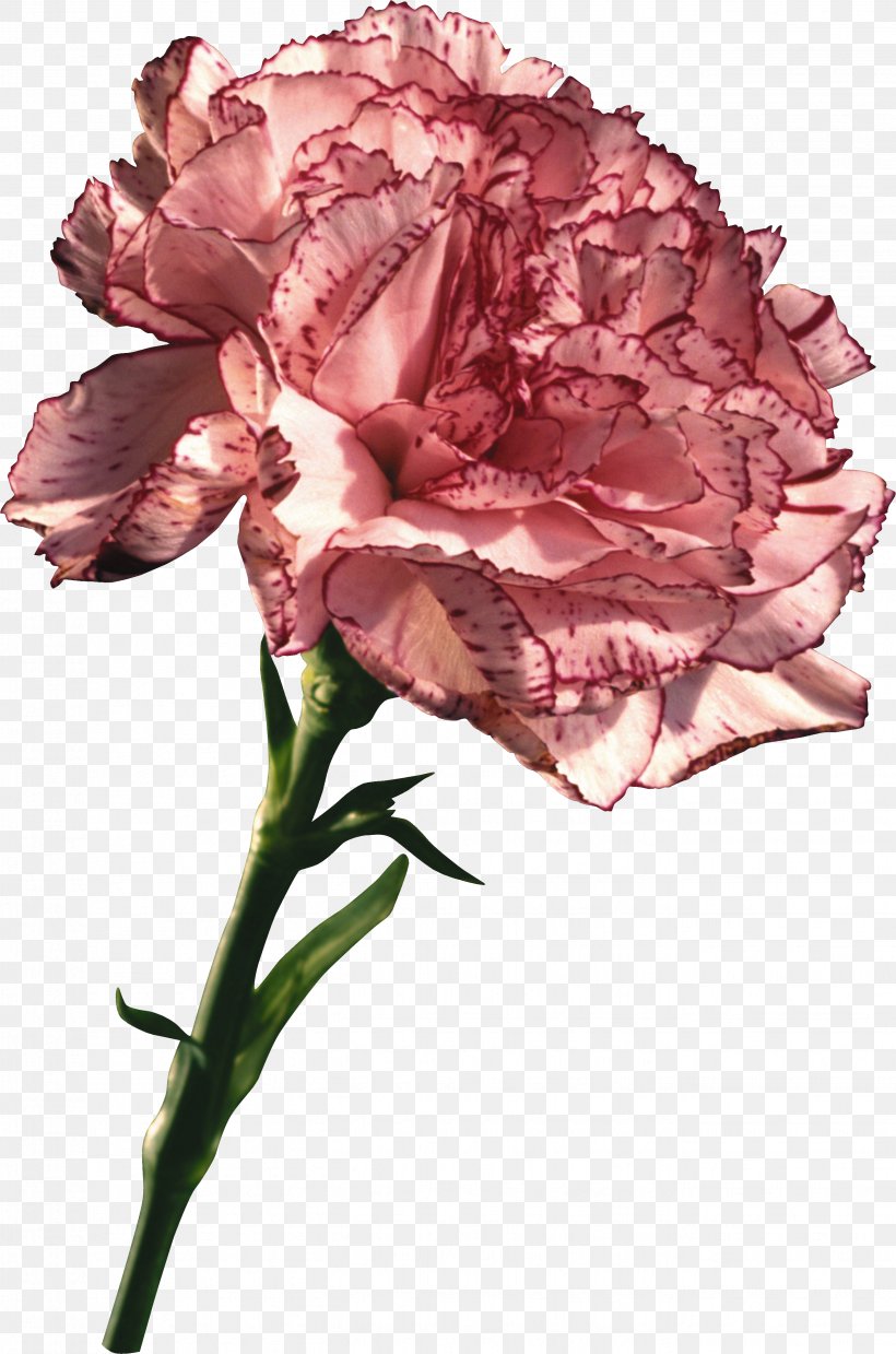 Carnation Clove Flower Clip Art, PNG, 2679x4051px, Carnation, Clove, Color, Cut Flowers, Floral Design Download Free