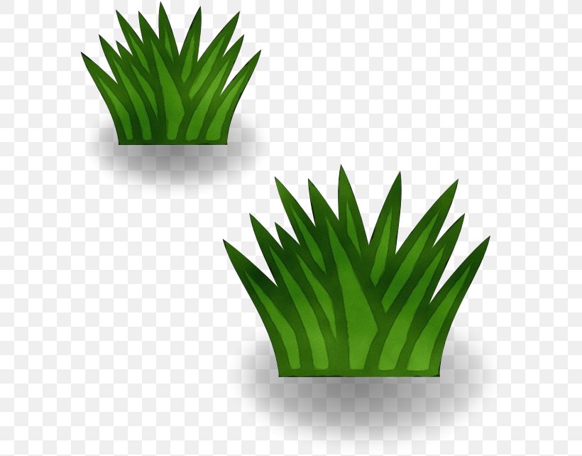 Green Leaf Grass Plant Flowerpot, PNG, 596x642px, Watercolor, Flower, Flowerpot, Grass, Green Download Free