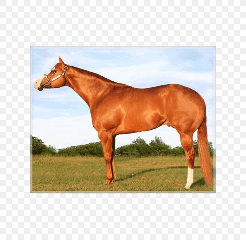 Stallion Appaloosa Mare American Quarter Horse Mustang, PNG, 620x800px, Stallion, American Quarter Horse, Appaloosa, Appaloosa Horse Club, Bridle Download Free