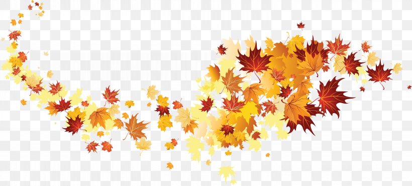 Autumn Leaf Color, PNG, 5987x2704px, Autumn, Autumn Leaf Color, Branch, Leaf, Maple Leaf Download Free