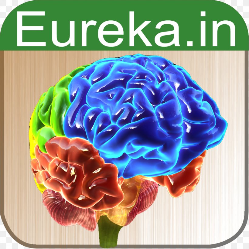 Brain Anatomy Function Biology App Store, PNG, 1024x1024px, Watercolor, Cartoon, Flower, Frame, Heart Download Free