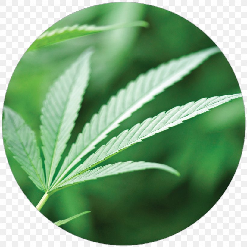 Cannabis Leaf, PNG, 1156x1156px, Cannabis, Hemp, Hemp Family, Leaf, Plant Download Free