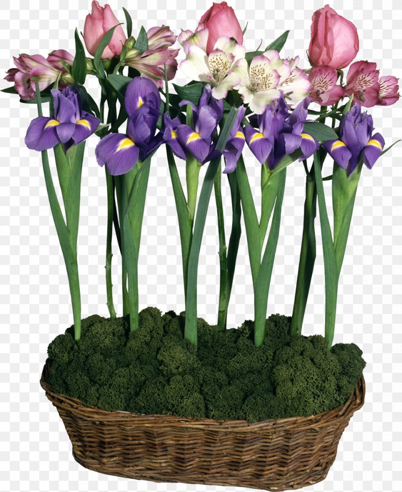 Flower Irises Clip Art, PNG, 981x1200px, Flower, Cattleya, Crocus, Cut Flowers, Floral Design Download Free