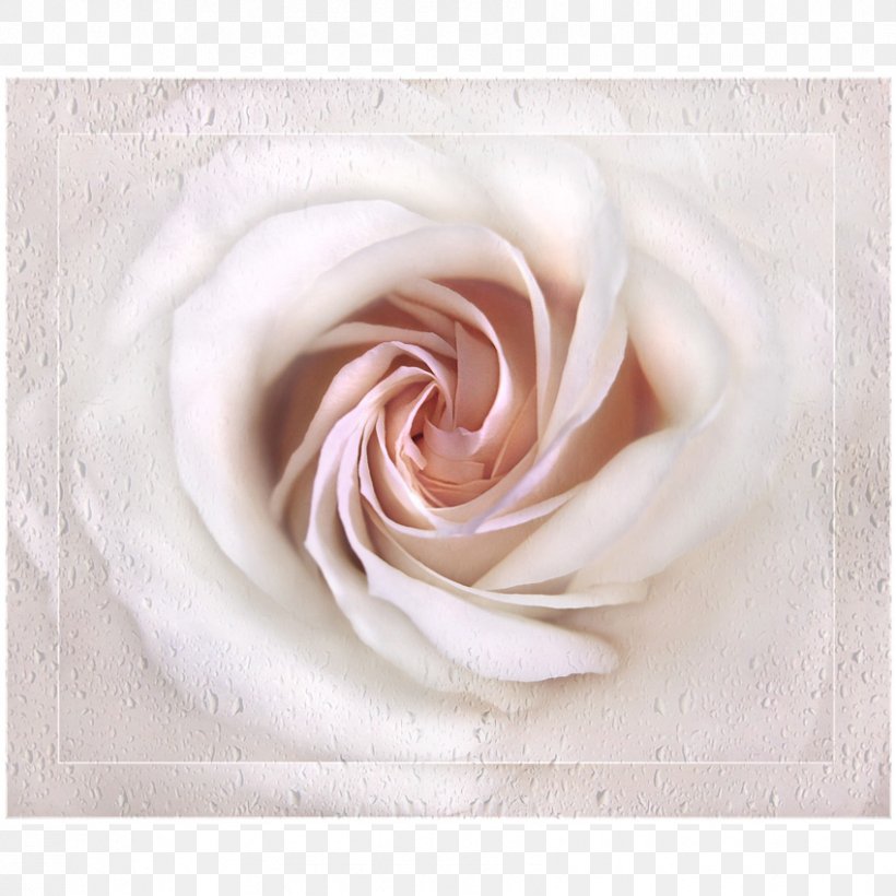 Garden Roses Close-up Petal, PNG, 849x849px, Garden Roses, Close Up, Closeup, Flower, Garden Download Free