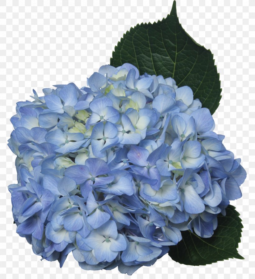 Hydrangea Cut Flowers Blue Green, PNG, 1000x1094px, Hydrangea, Annual Plant, Blue, Bluegreen, Color Download Free