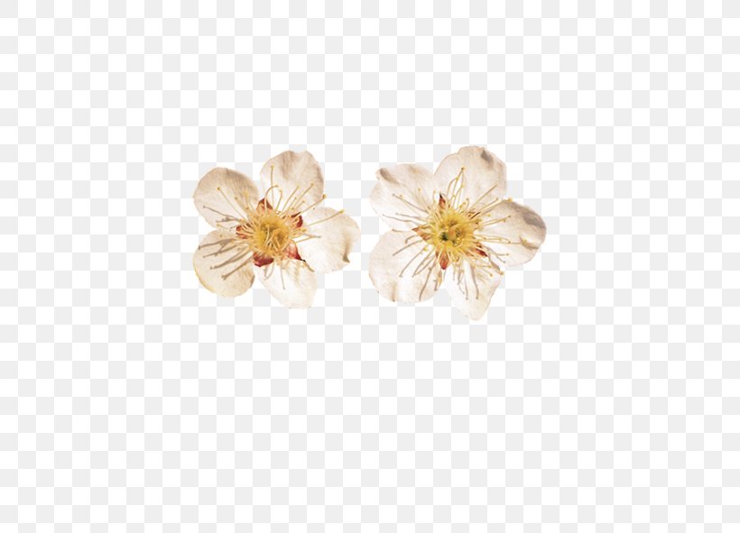 Apricot Flower Fruit, PNG, 591x591px, Apricot, Apricot Kernel, Flower, Material, Petal Download Free