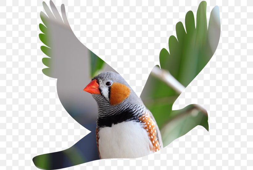 Columbidae Silhouette Bird Clip Art, PNG, 610x553px, Columbidae, Art, Beak, Bird, Dove Download Free