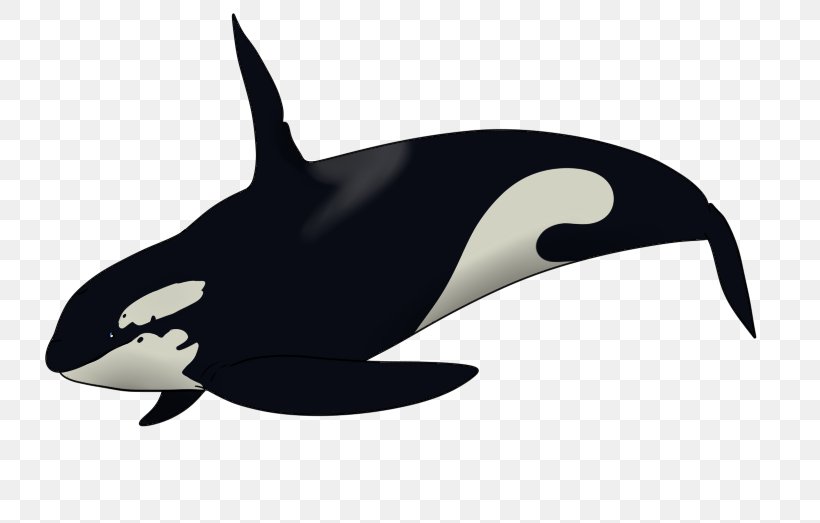 Killer Whale Dolphin Drawing Clip Art, PNG, 730x523px, Killer Whale, Beak, Black, Black And White, Color Download Free