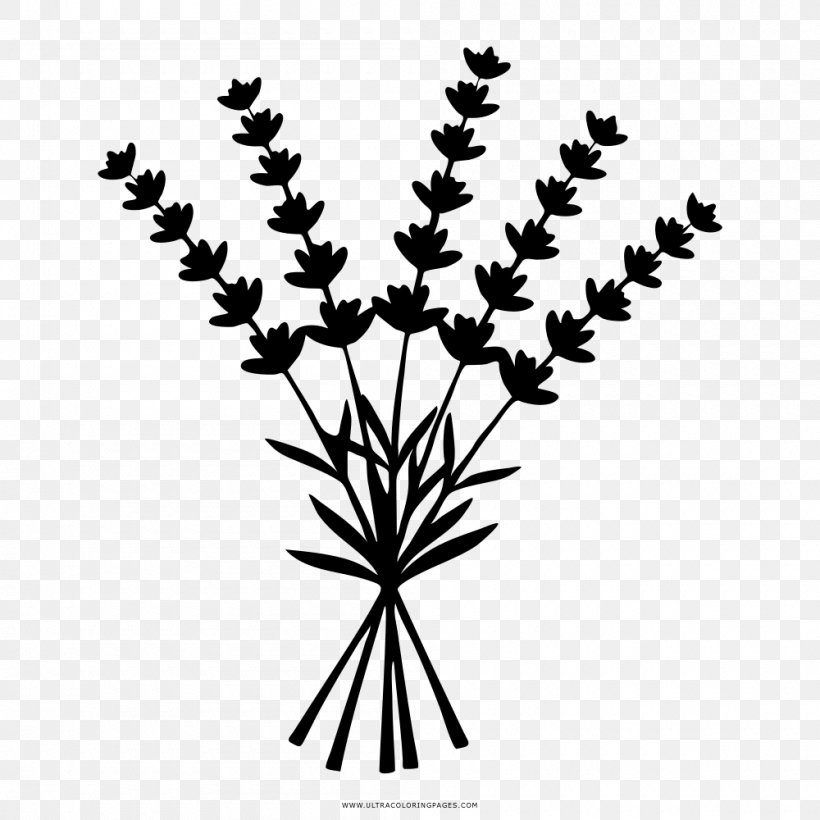 Lavender Drawing, PNG, 1000x1000px, Lavender, Art, Black And White, Branch, Can Stock Photo Download Free