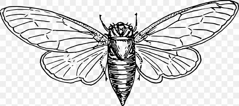 Locust Coloring Book Cicadas Clip Art, PNG, 2400x1072px, Locust, Animal, Arthropod, Artwork, Australian Plague Locust Download Free