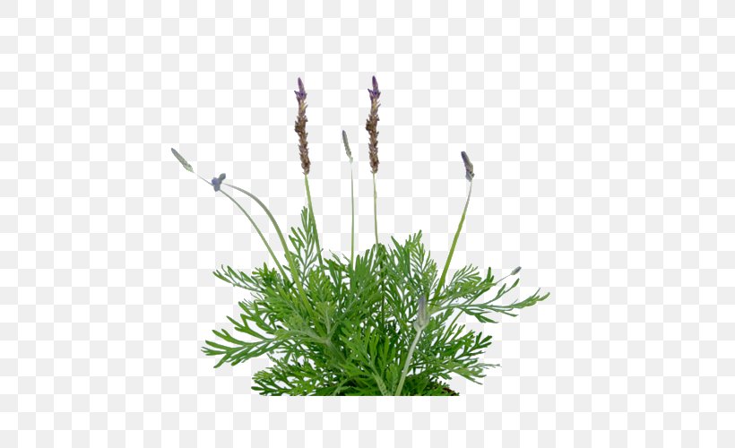 Image French Lavender Succulent Plant Design, PNG, 500x500px, French Lavender, Cdiscount, Fernleaf Lavender, Flower, Flowering Plant Download Free