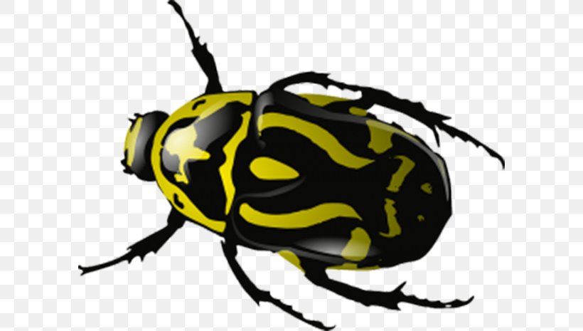 2017 Volkswagen Beetle Ladybird Clip Art, PNG, 600x465px, 2017 Volkswagen Beetle, Beetle, Arthropod, Bee, Dung Beetle Download Free