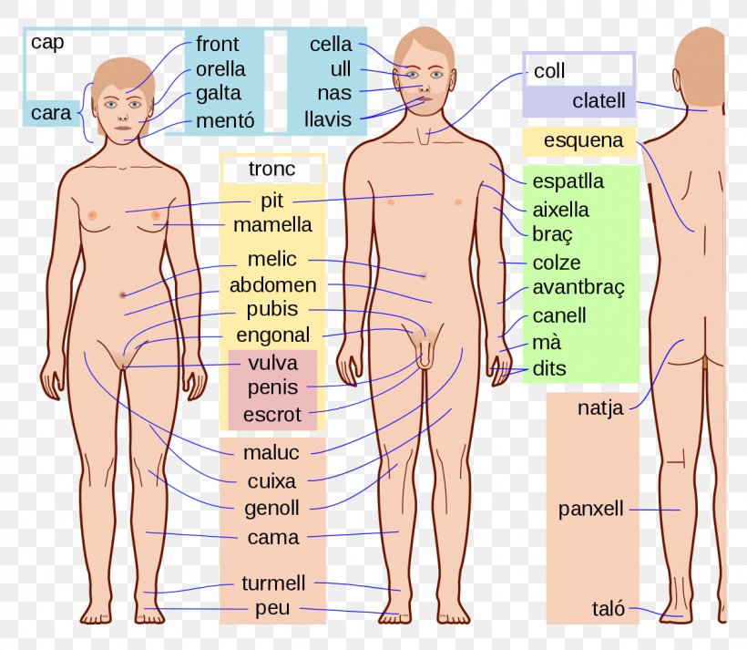 Human Body Parts Human Anatomy Homo Sapiens, PNG, 1200x1044px, Watercolor, Cartoon, Flower, Frame, Heart Download Free