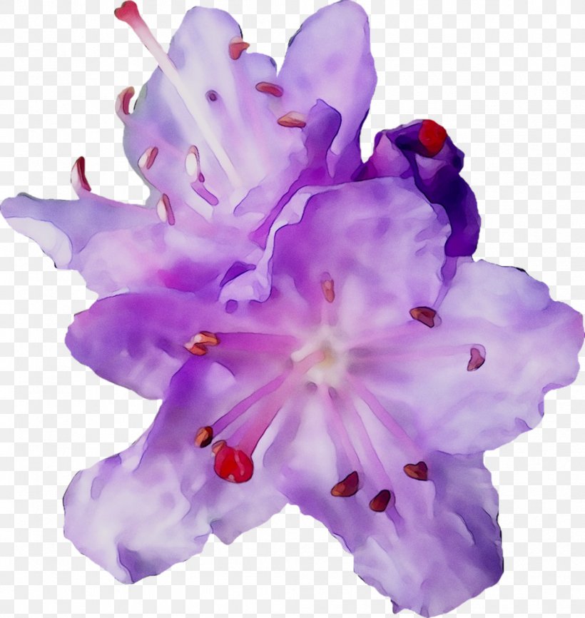 Iris Family Irises Cut Flowers Herbaceous Plant, PNG, 1043x1102px, Iris Family, Azalea, Cut Flowers, Flower, Flowering Plant Download Free