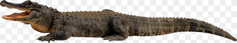 Papua New Guinea New Guinea Crocodile Saltwater Crocodile, PNG, 3531x654px, Crocodile, Alligator, Animal Figure, Crocodiles, Dinosaur Download Free