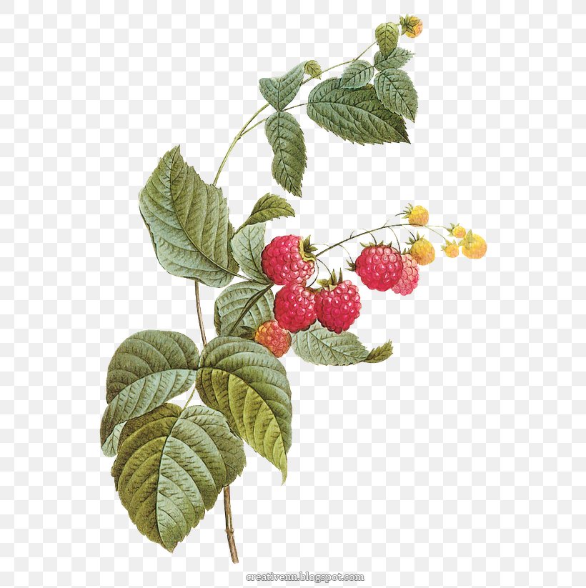 Red Raspberry Stock Photography, PNG, 570x823px, Raspberry, Alamy, Berry, Blackberry, Boysenberry Download Free