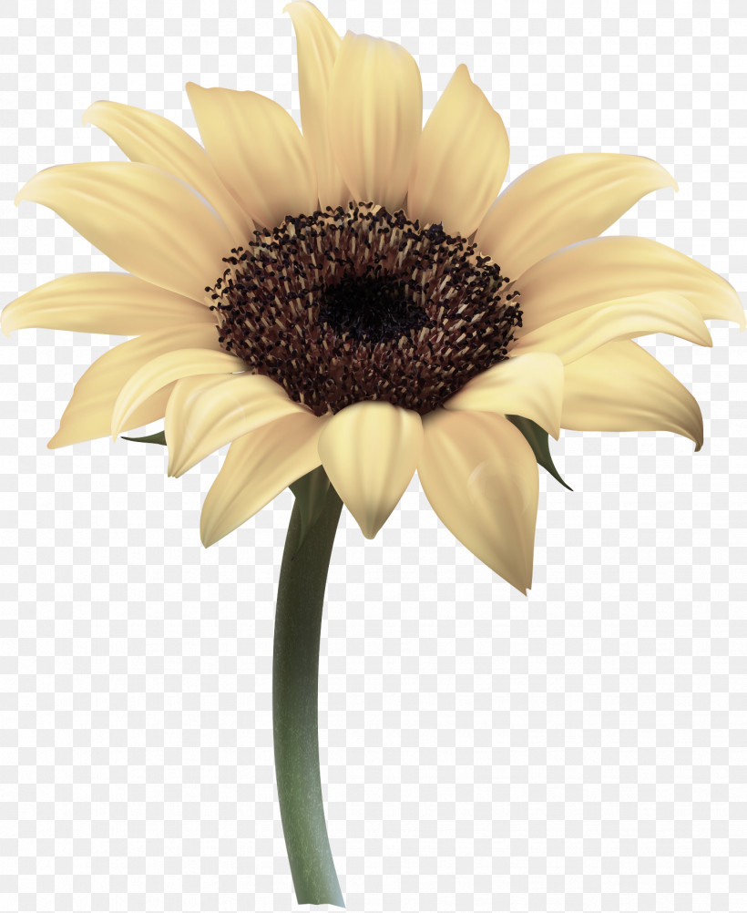Sunflower, PNG, 1438x1758px, Flower, Barberton Daisy, Cut Flowers, Gerbera, Petal Download Free