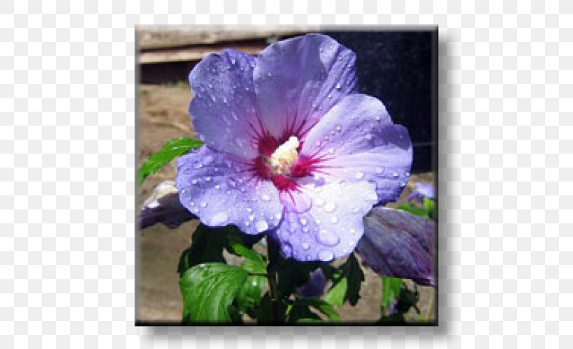 Common Hibiscus Shoeblackplant Blue Hibiscus Flower Shrub, PNG, 500x500px, Common Hibiscus, Blue Hibiscus, Flower, Flowering Plant, Garden Download Free