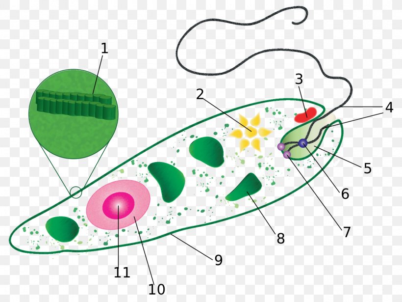 Euglena Diagram Protist Flagellate Cell, PNG, 1280x960px, Euglena, Amoeba, Anatomy, Area, Asexual Reproduction Download Free