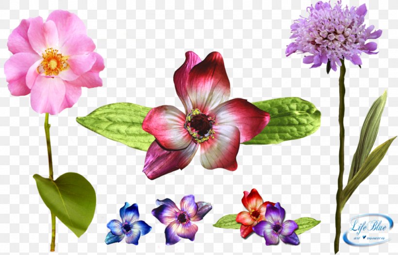 Flower Floral Design Desktop Wallpaper Petal, PNG, 1024x656px, Flower, August 26, Deviantart, English, Flora Download Free
