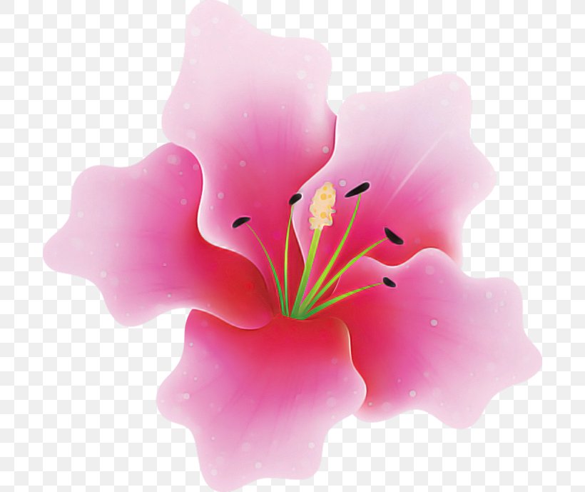 Flower Pink Petal Plant Hibiscus, PNG, 700x689px, Flower, Hibiscus, Lily, Mallow Family, Petal Download Free