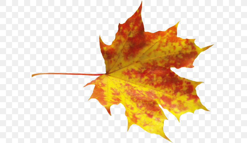 Maple Leaf, PNG, 609x476px, Leaf, Autumn, Black Maple, Deciduous, Flower Download Free