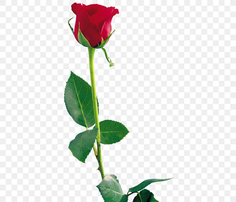 Rose Clip Art, PNG, 388x700px, Rose, Bud, China Rose, Cut Flowers, Floribunda Download Free