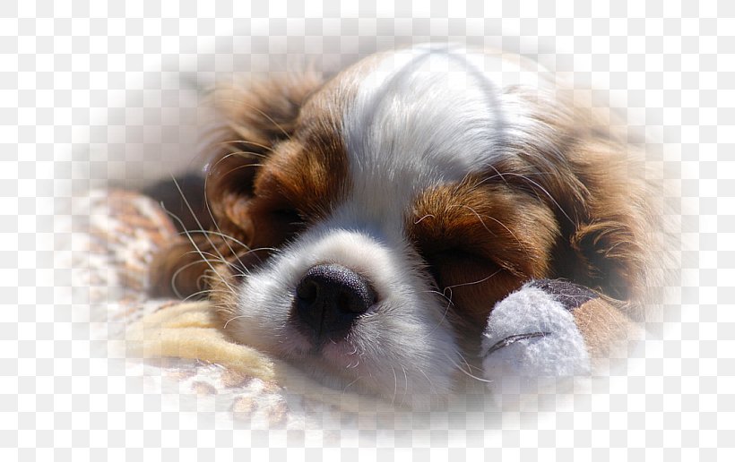 Cavalier King Charles Spaniel Puppy Cavachon Dog Breed, PNG, 775x516px, Cavalier King Charles Spaniel, Breed, Carnivoran, Cavachon, Companion Dog Download Free