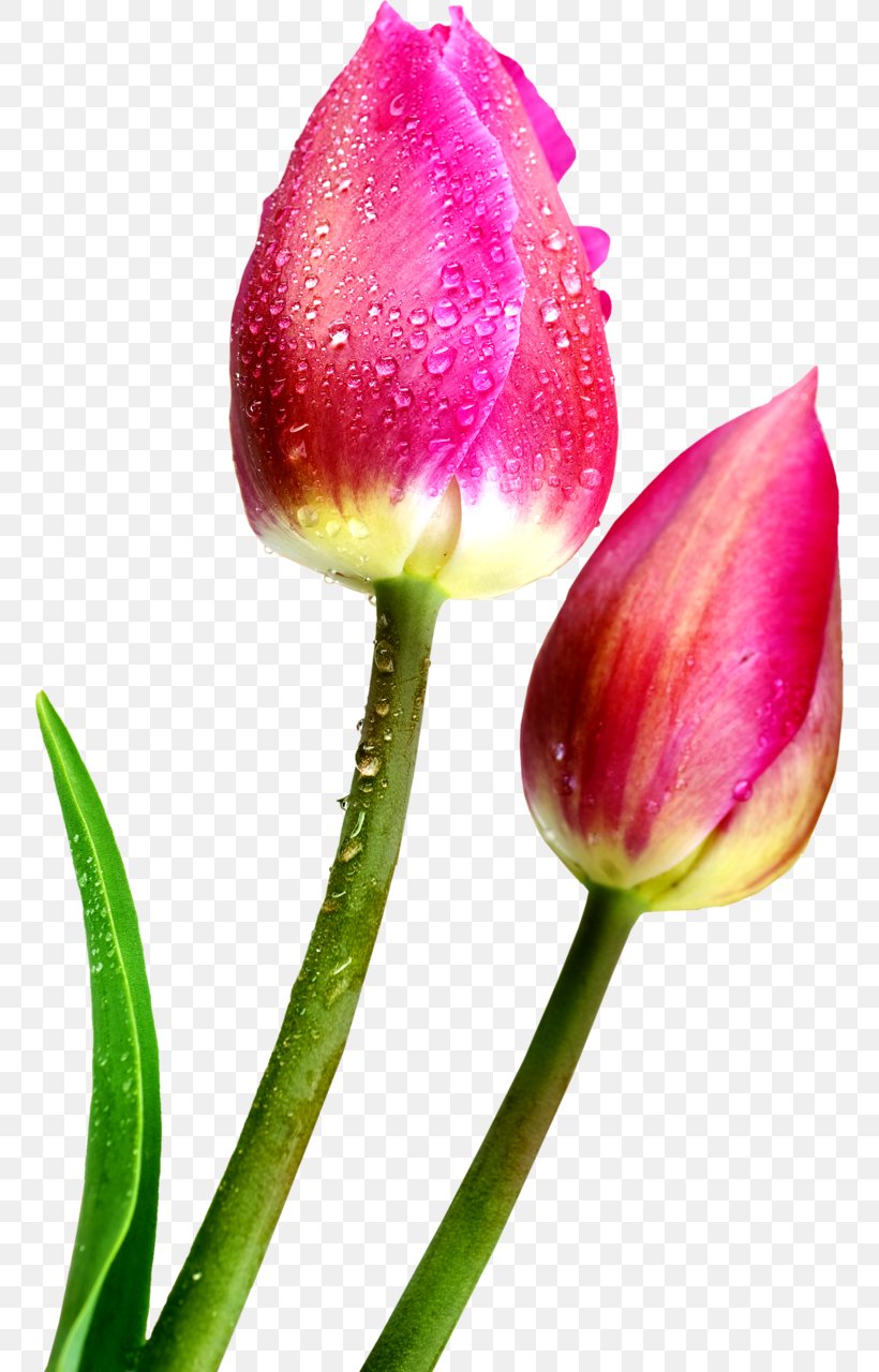 Fototapet Flower Paper Tulip Wallpaper, PNG, 754x1280px, Fototapet, Blume, Bud, Cut Flowers, Flower Download Free
