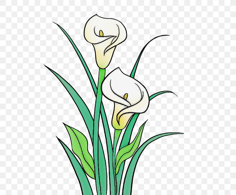 Plant Flower Grass Plant Stem Pedicel, PNG, 680x678px, Plant, Amaryllis Family, Cut Flowers, Flower, Grass Download Free