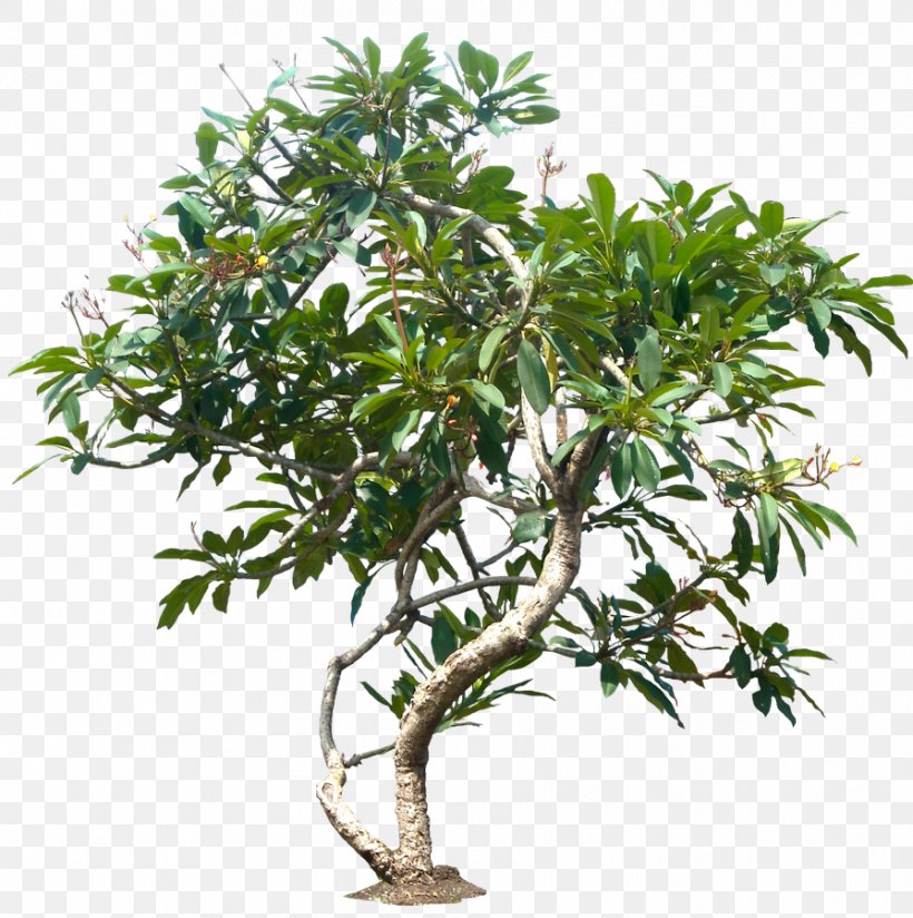 Populus Nigra Tree Plant Plumeria Rubra, PNG, 895x900px, Populus Nigra, Branch, Cottonwood, Evergreen, Flowerpot Download Free