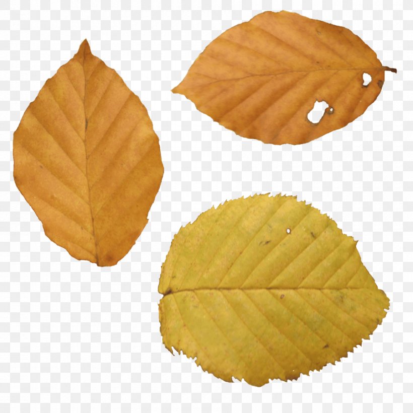 Autumn Leaf Color, PNG, 900x900px, Leaf, Autumn, Autumn Leaf Color, Maple Leaf, Photography Download Free