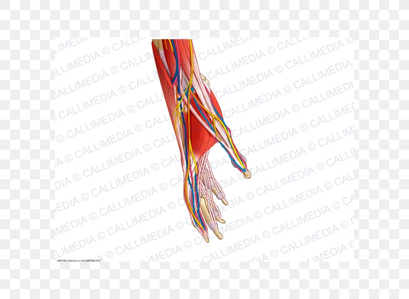 Blood Vessel Muscle Anatomy Muscular System Nerve, PNG, 600x600px, Watercolor, Cartoon, Flower, Frame, Heart Download Free