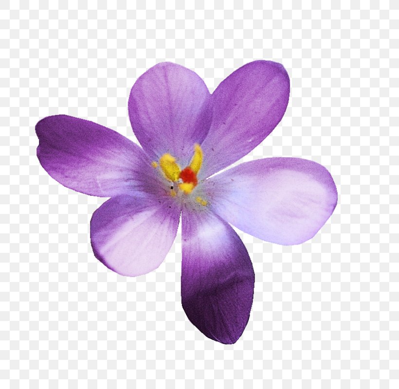 Crocus, PNG, 784x800px, Crocus, Flower, Flowering Plant, Iris Family, Petal Download Free