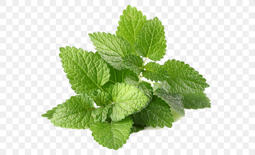 Herb Flavor Leaf Vegetable Food Peppermint, PNG, 640x500px, Herb, Concentrate, Diet, Flavor, Food Download Free