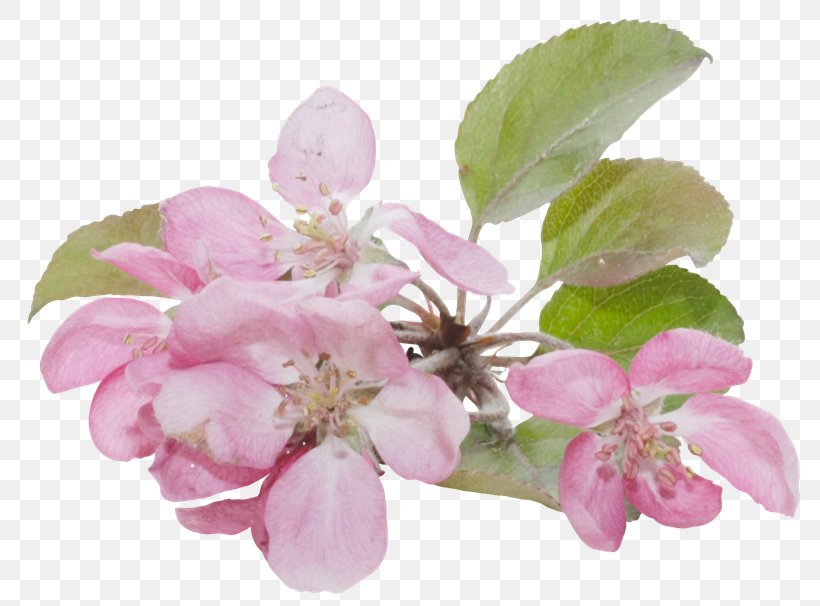 Blossom Flower Apples Clip Art, PNG, 800x606px, Blossom, Apples, Cherry Blossom, Color, Digital Image Download Free