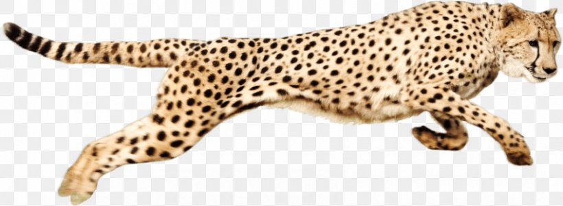 Cheetah Clip Art, PNG, 850x313px, Cheetah, Animal Figure, Big Cats, Carnivoran, Cat Like Mammal Download Free