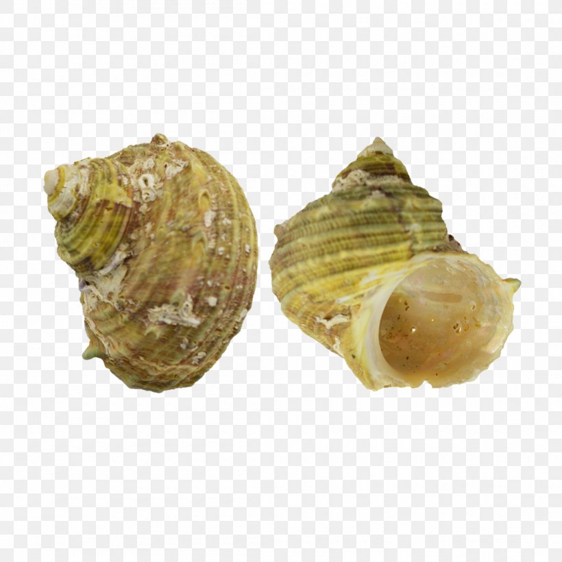 Seashell Clam Cockle Conchology Shankha, PNG, 1100x1100px, Seashell, Clam, Clams Oysters Mussels And Scallops, Cockle, Conch Download Free