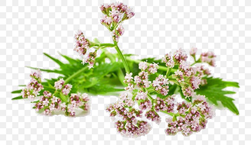 Valerian Root Perennial Plant Tincture, PNG, 760x475px, Valerian, Extract, Flower, Herb, Lilac Download Free