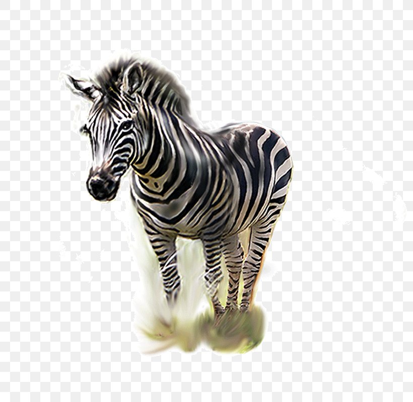 Zebra, PNG, 800x800px, Quagga, Animal, Horse Like Mammal, Mammal, Mane Download Free
