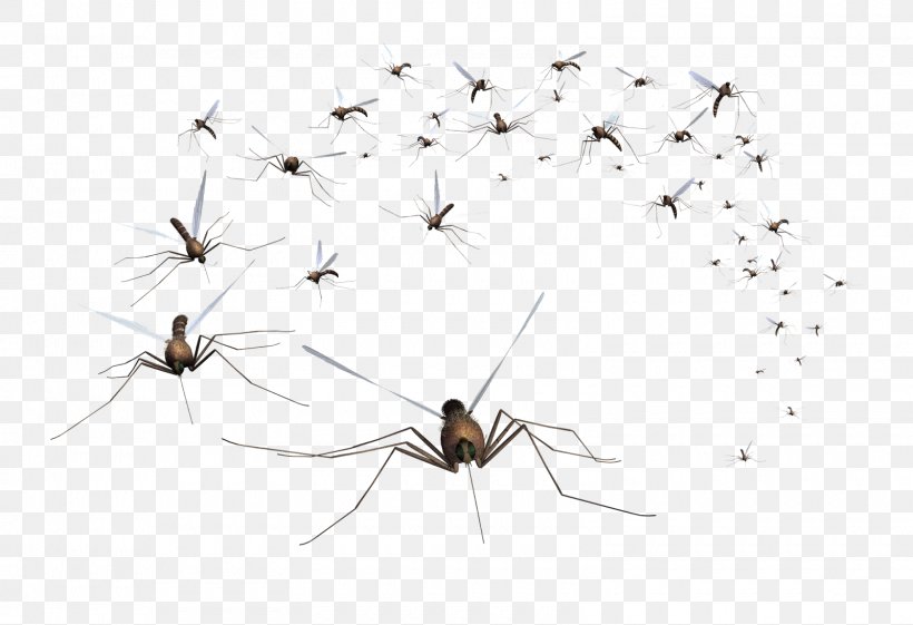 American Mosquito Control Association Pest Control, PNG, 1600x1095px, Mosquito, Arachnid, Arthropod, Bed Bug, Citronella Oil Download Free