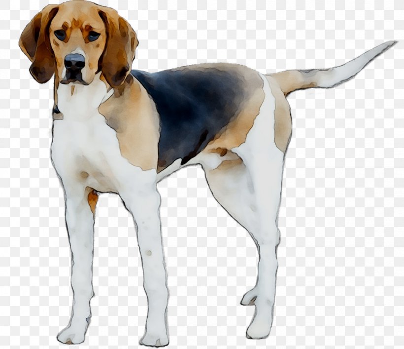 Beagle-Harrier English Foxhound American Foxhound, PNG, 1241x1071px, Beagleharrier, American Foxhound, Artois Hound, Beagle, Black And Tan Coonhound Download Free