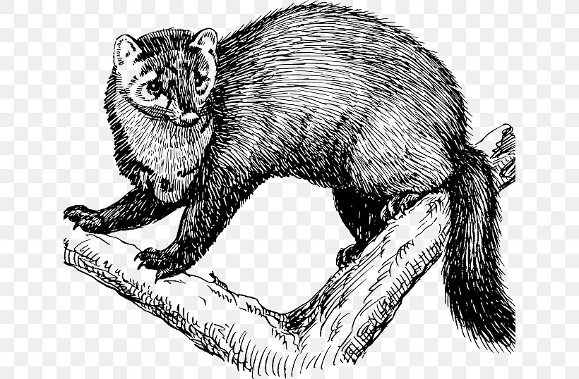 Fisher Drawing Cat Vertebrate Clip Art, PNG, 640x538px, Fisher, Animal, Beaver, Black And White, Carnivoran Download Free